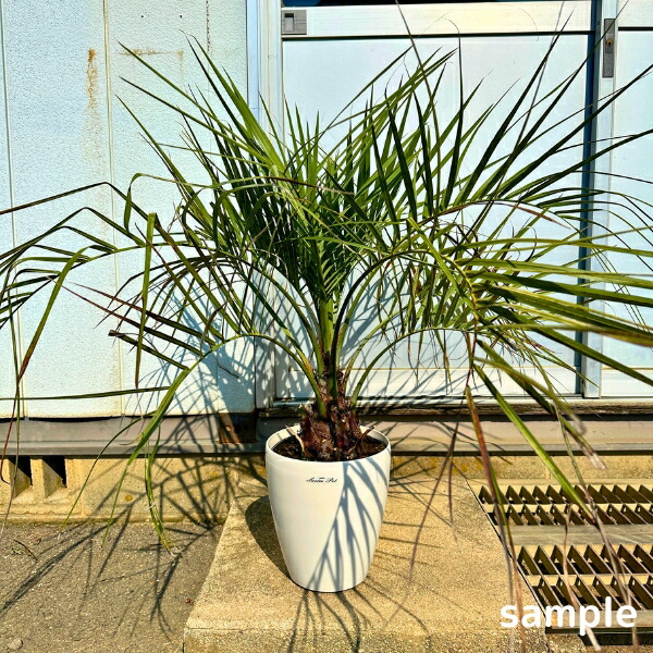 楽天市場】ヤシ 苗木 【ヤシの木 ココスヤシ】 約0.4m ポット苗