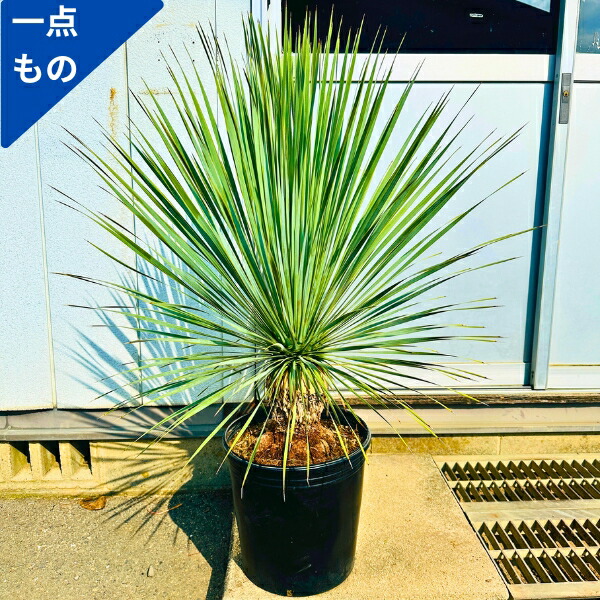 楽天市場】【現品】ユッカ・マルデヌベス var.ロストラータ 10号