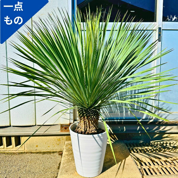 楽天市場】【現品】【マルデヌベス ロストラータver】ユッカ