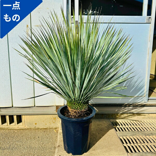 【一点もの】ユッカ ロストラータ 10号 1.1m(鉢底から) 幅0.8m 苗木 鉢植え シンボルツリー ドライガーデン 庭木 植木 常緑樹 常緑高木【送料無料】