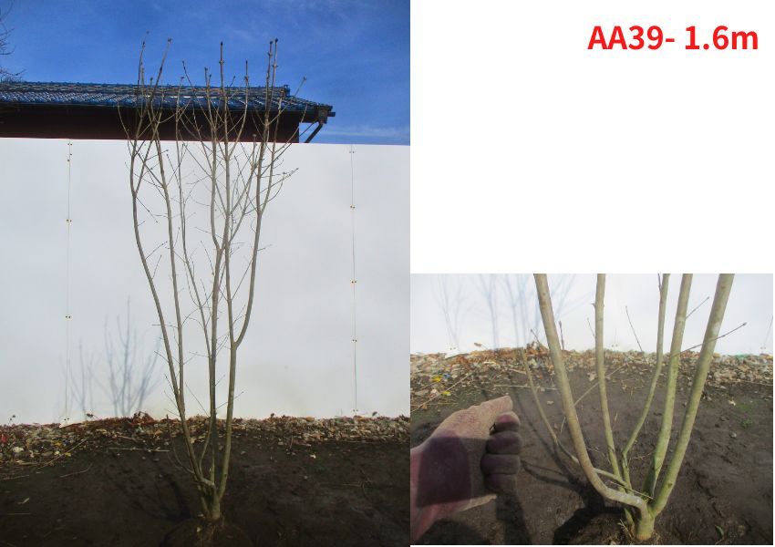 現品発送】アオダモ樹高1.5-1.7m(根鉢含まず）シンボルツリー 庭木 