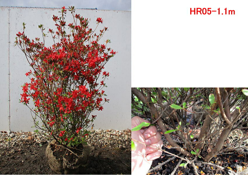 現品発送 ホンキリシマ 本霧島 ツツジ樹高1 0 1 2m 根鉢含まず 花木 庭木 植木 常緑樹 常緑低木 送料無料 Onpointchiro Com 現品発送 ホンキリシマ 本霧島 ツツジ樹高1 0 1 2m 根鉢含まず 花木 庭木 植木 常緑樹 常緑低木 送料無料 Onpointchiro Com