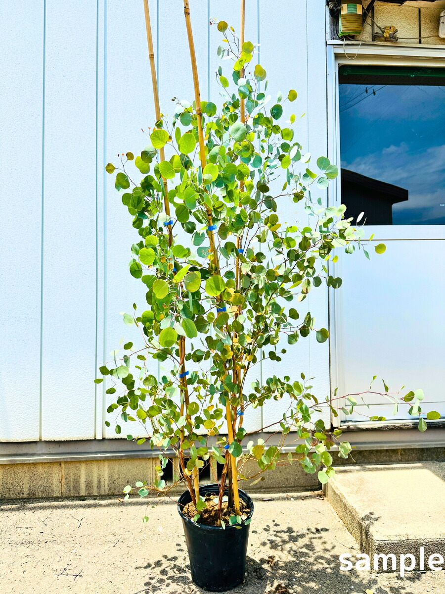 楽天市場】【一点もの】チャメロプス 13号 樹高1.5m(鉢底から