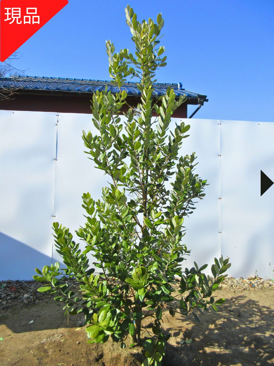 楽天市場】【現品発送】フェイジョア(アポロ) 8号 樹高1.9-2.0m(鉢底