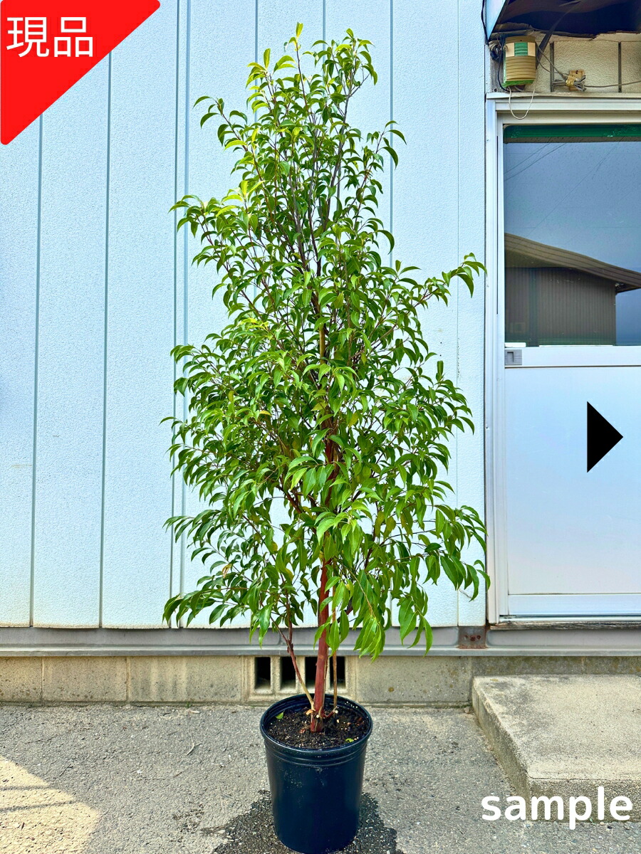 楽天市場】[スーパーセール10%OFF]レモンティーツリー樹高2.0m