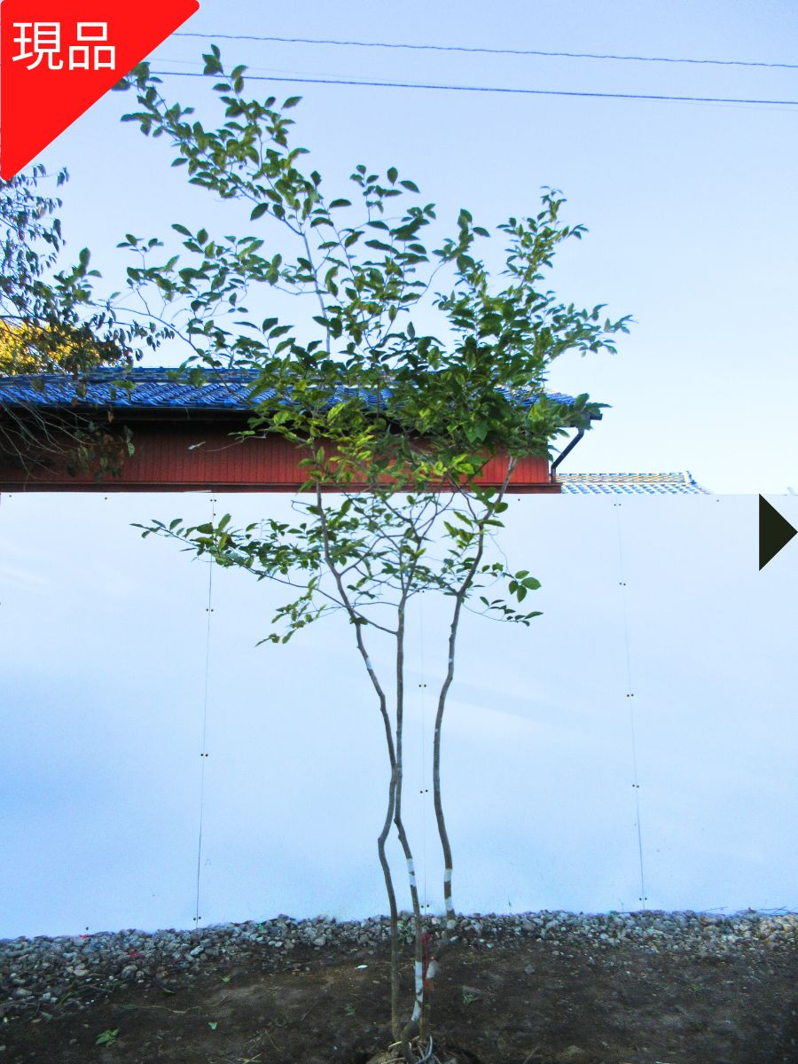 超逸品。山採りヤマコウバシ3.8M(鉢底から) 楽天市場】【ヤマコウバシ】山香ばし 自然樹形 樹高H≒230 × 枝