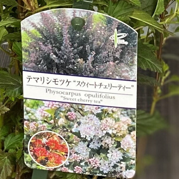 花苗 シモツケ 白 花木 植物 | alirsyadsatya.sch.id