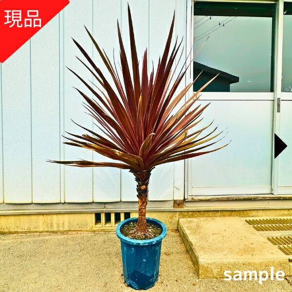 ソテツ　8号　白ポット 60,70,90,70センチ　現品 選んでください。 観葉植物 ソテツ 8号 ポリゴヘクサ 白 付き | 観葉植物なら