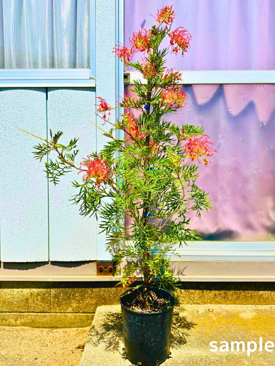 楽天市場】【一点もの】四季咲きグレビレア ロビンゴードン 8号樹高1.5