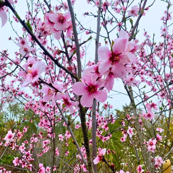 楽天市場】【現品発送】アーモンド 樹高2.1-2.3m(根鉢含まず