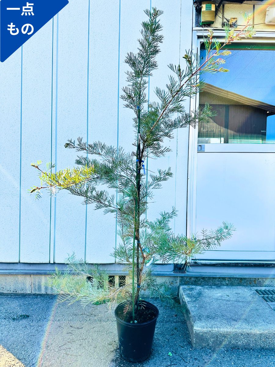 グレビレア ロンギスティーラエレガンス | To.r 植物店