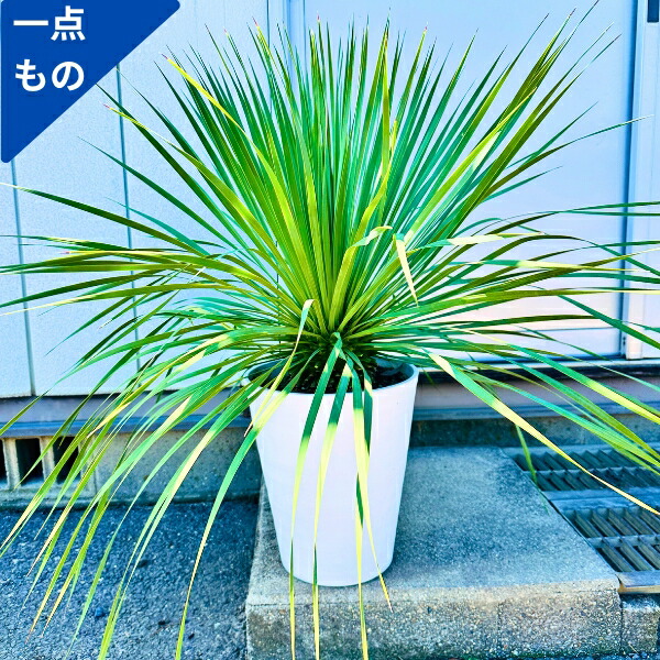 ユッカ・グロリオサ ・バリエガータ 特大株 150cm❗幅100cm❗10号鉢❗ ユッカ・グロリオサ ・バリエガータ 特大株 150cm❗幅100cm❗10号鉢❗