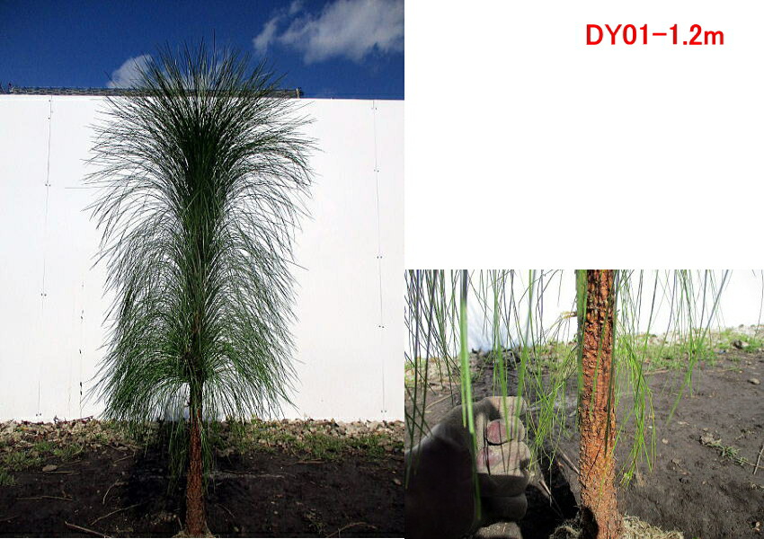 現品発送 大王松 ダイオウショウ 庭木 植木 常緑樹 常緑高木 送料無料 Scadep Org