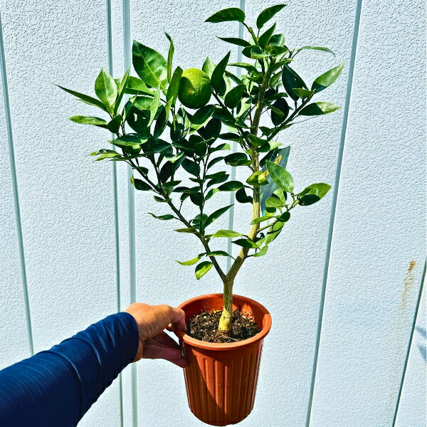 マイヤーレモン苗木♪（実付き）写真が届きます(⁠◕⁠ᴗ⁠◕⁠✿⁠) レモンの木 マイヤーレモン 約1.5m 特大株苗木 檸檬の木