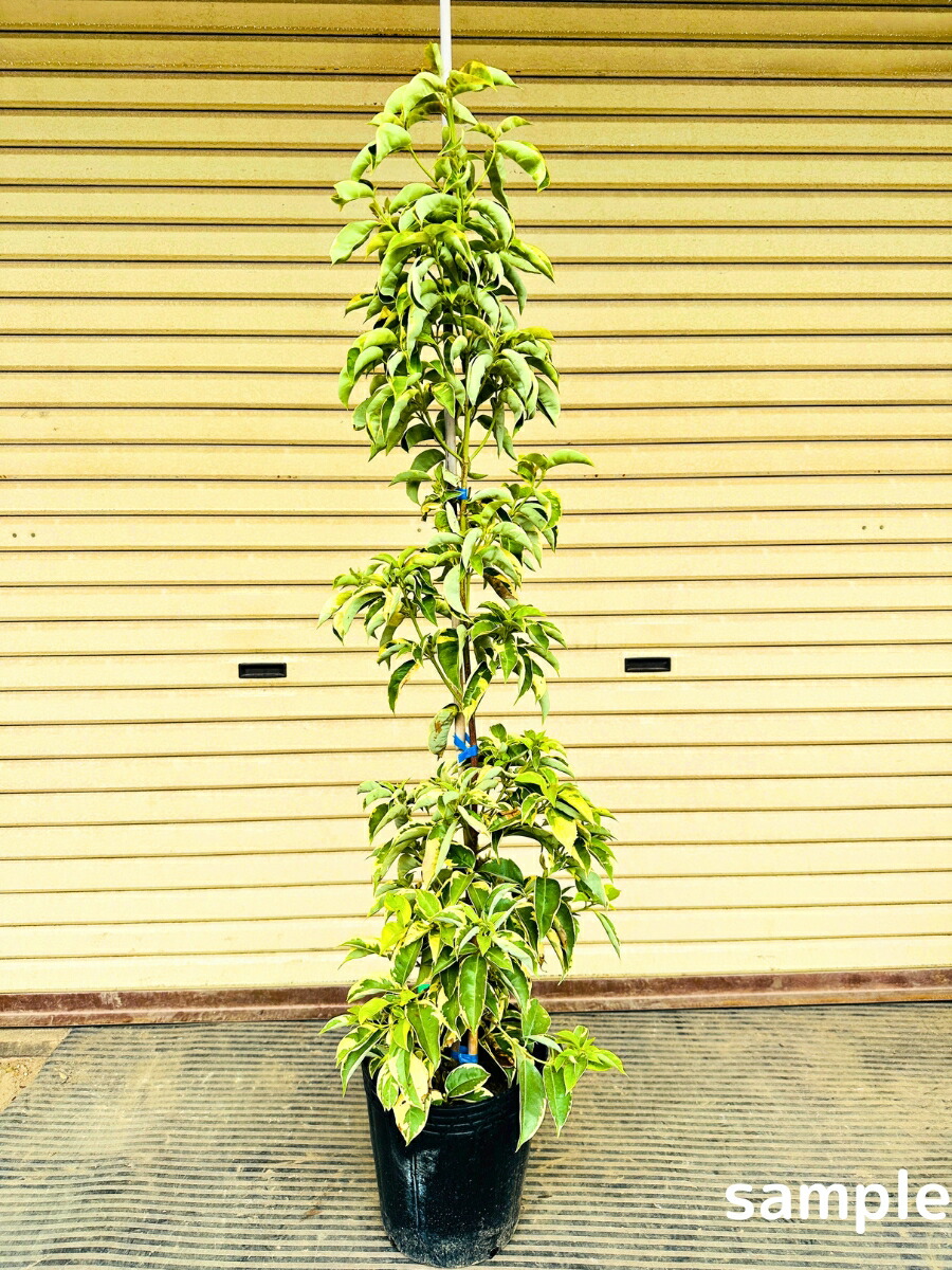 楽天市場】【現品発送】ニオイシュロラン ドラセナ樹高1.8-1.9m(根鉢