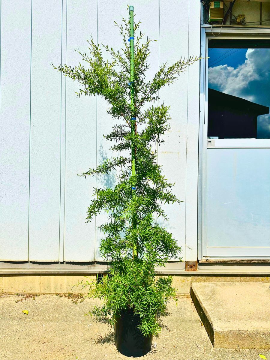 楽天市場】シルバーティーツリー レプトスペルマム樹高1.8m前後