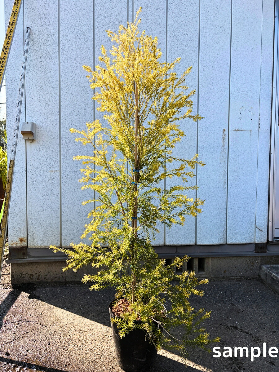 メラレウカ レボリューションゴールド 樹高1.4m前後(鉢底から）8号ポット 紅茶天然木 苗 若木 符帳天然木 庭木 植木 常緑樹 常緑天然木【貨物輸送無料】
