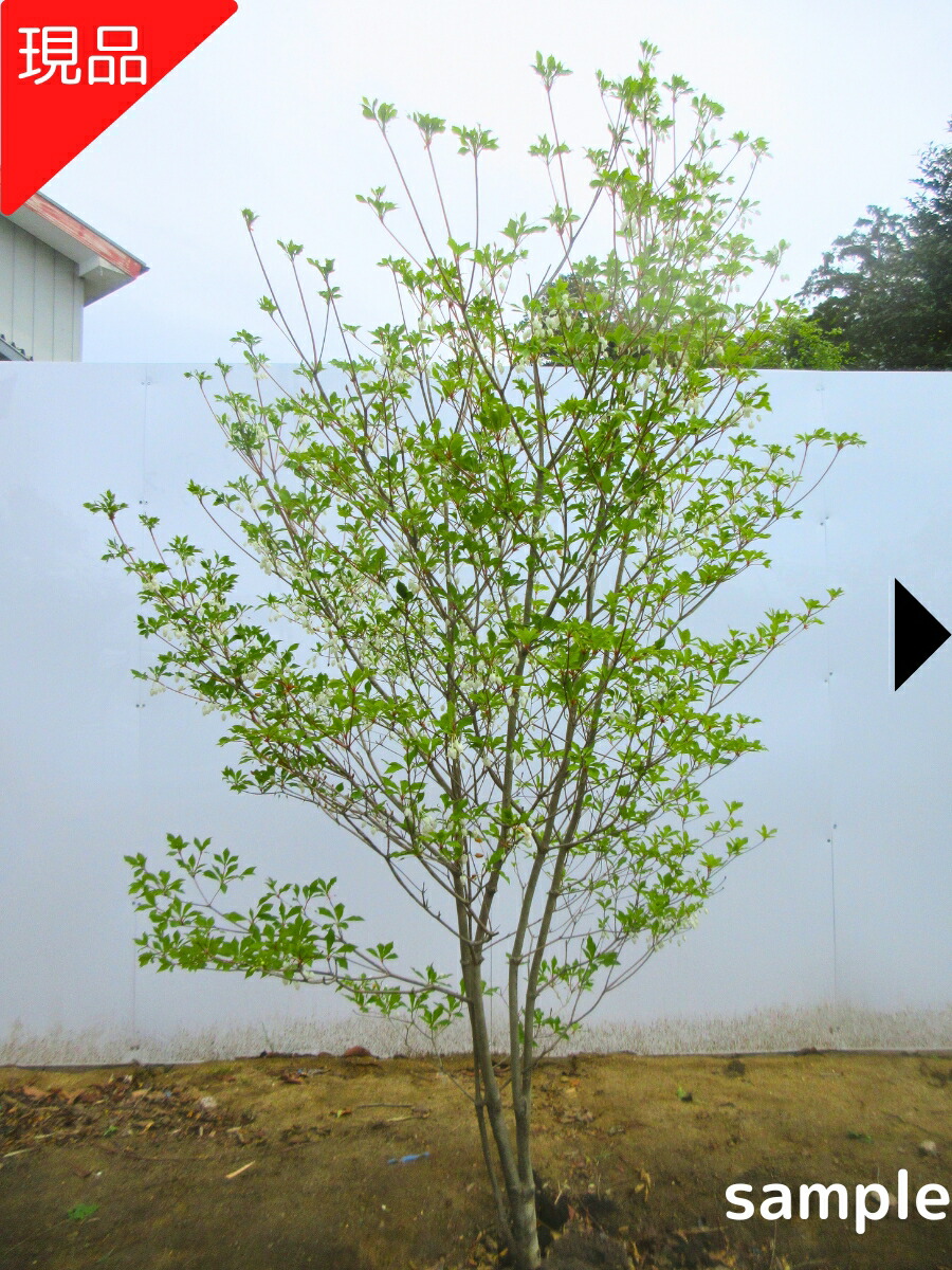 【現品送りとどける】ドウダンツツジ 白花 樹高1.7-1..8m(根鉢含まず) 花木 若木 苗 満天星躑躅 雑木 庭木 植木 落葉樹 落葉かん木【貨物輸送無料】