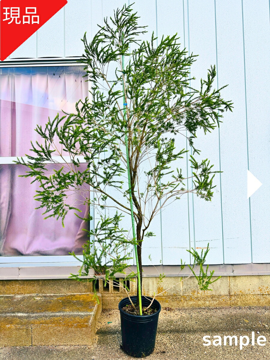 シルバーティーツリー　株立ち　大型商品 シルバーティーツリー 約1.7m 特大株 植木苗木大苗 常緑樹 規格