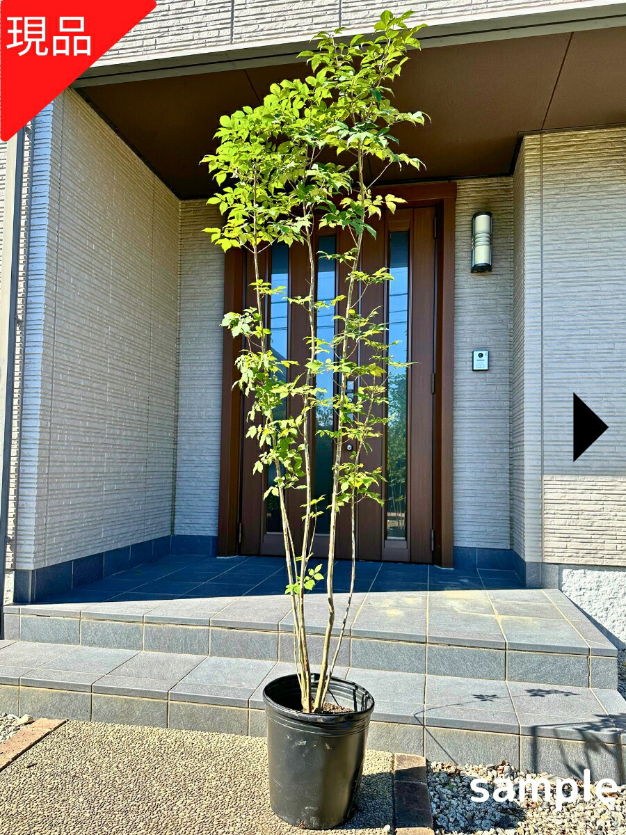 t アオダモ　株立ち 楽天市場】【現品発送】アオダモ 株立ち 樹高1.9-2.2m(根鉢含ま