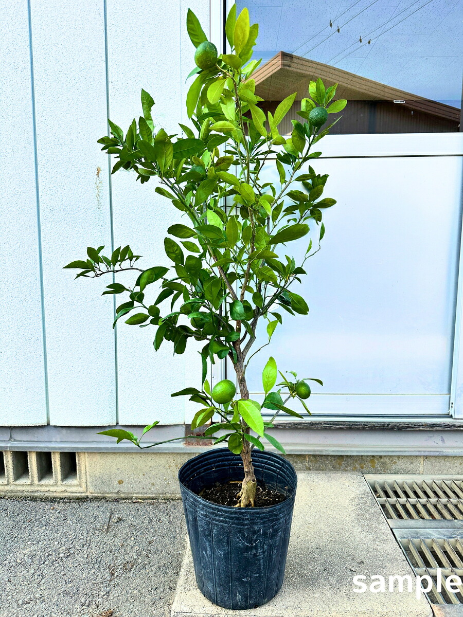 ミカン 温州みかん愛紅小町 あいかちゃん3L～特大サイズミックス！