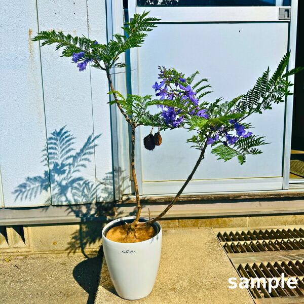 良品。ギンヨウアカシア(ミモザ)/銀葉アカシア1.3M(鉢底から) 良品。ギンヨウアカシア(ミモザ)/銀葉アカシア1.3M(鉢底から)