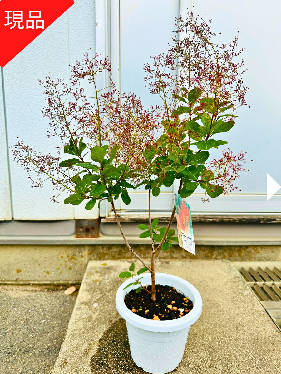 楽天市場】【現品発送】最も花付きのよい品種 スモークツリー