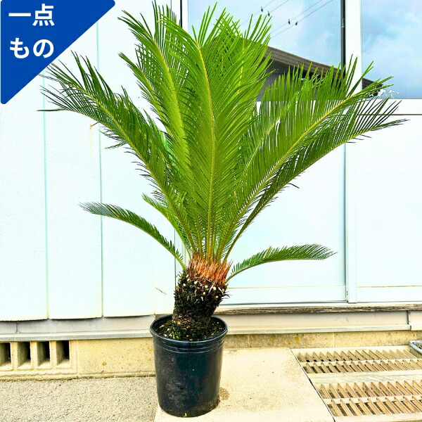 楽天市場】ソテツ(蘇鉄) 7号 シンボルツリー 鉢植え 庭木 植木