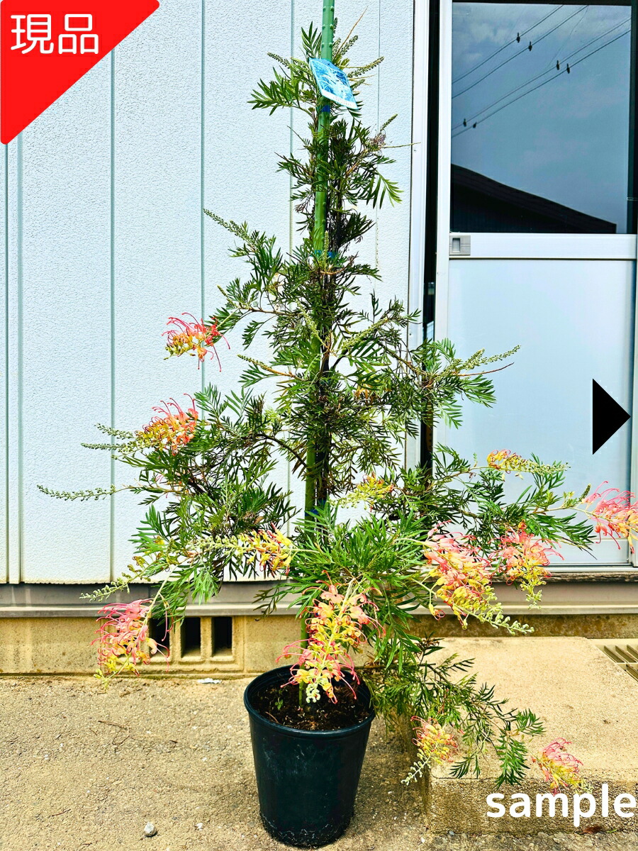 楽天市場】【一点もの】グレビレア ゴールデンユーロ 8号樹高2.5m(鉢底