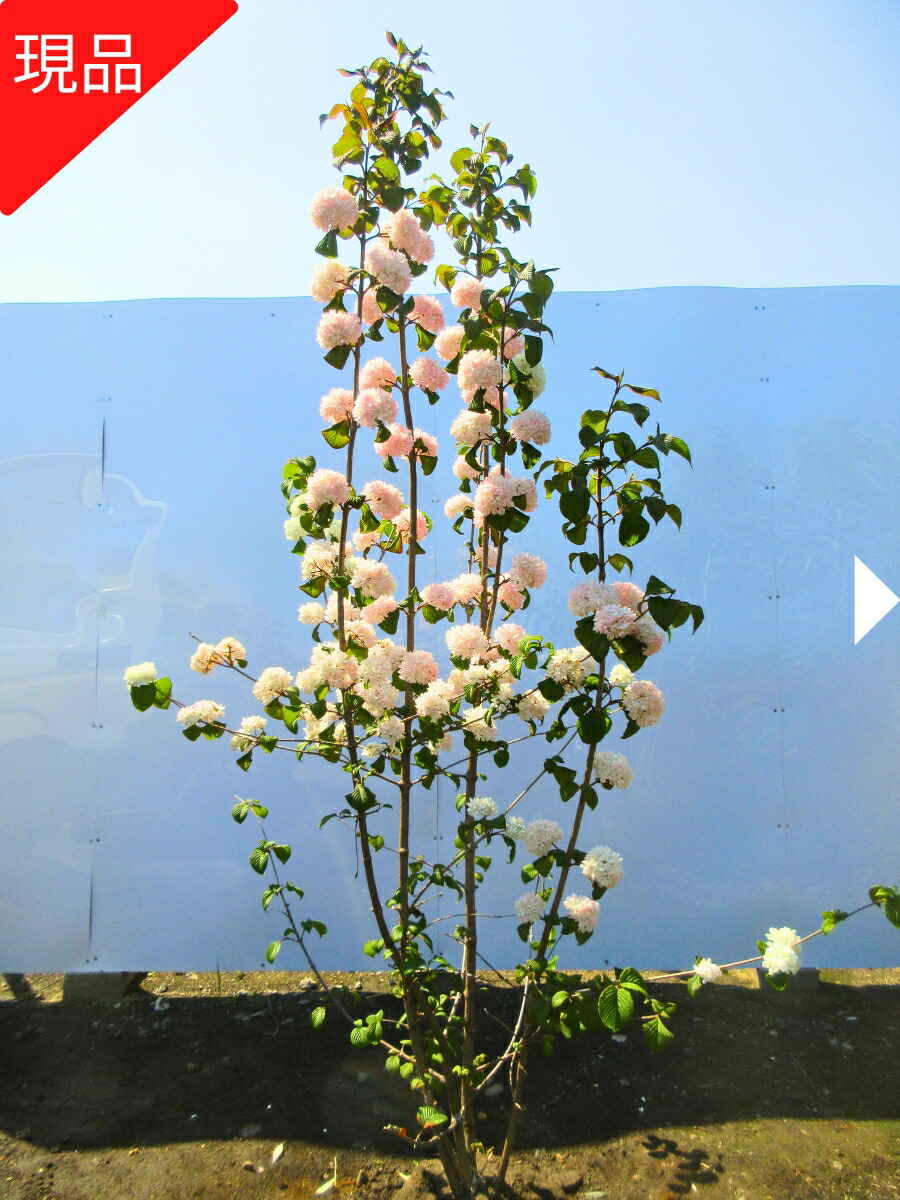 ■オオデマリ■白花■約H180cm■大株■ 000000005850.jpg