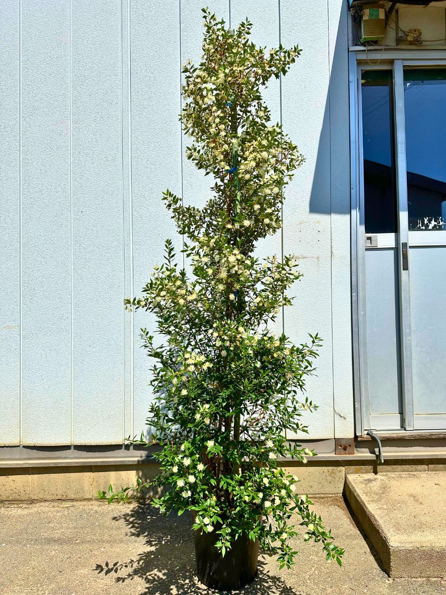 楽天市場】【現品発送】タイサンボク（リトルジェム）7-8号 樹高0.8