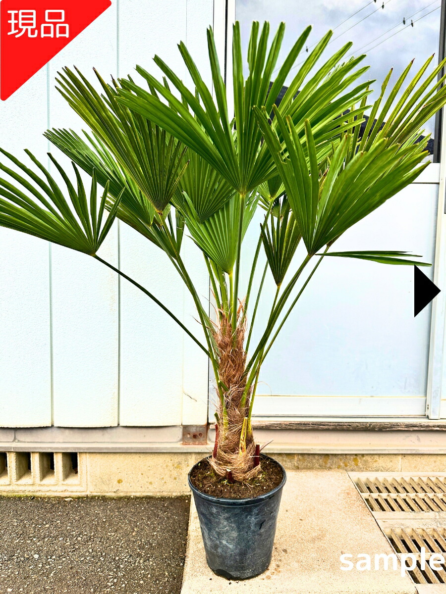 ワシントンヤシ 約6メートル ワシントンヤシ 約6メートル : arcadia.st