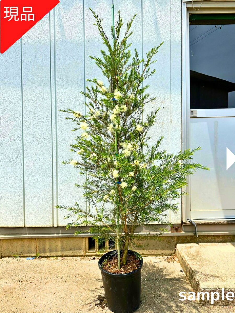 【現品発送】ティーツリー メディカルティーツリー 9号ポット 樹高1.8-2.4m(鉢底から) 苗 苗木 メラレウカ シンボルツリー 庭木 植木 常緑樹 常緑高木【送料無料】