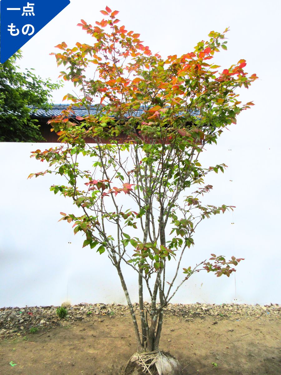 楽天市場】【現品発送】ナツハゼ樹高1.8-2.3m(根鉢含まず)紅葉 庭木 