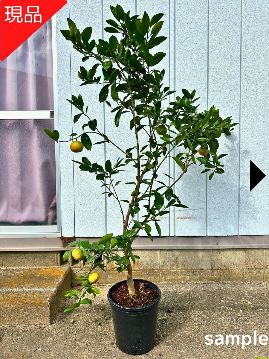 楽天市場】ブラッドオレンジの苗木 8号 樹高1.3m前後(鉢底から