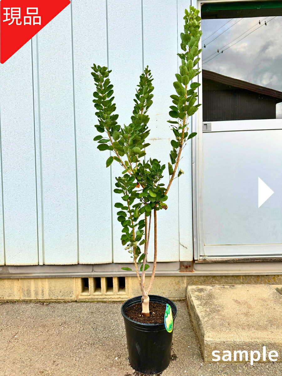 全５点 スモークツリー 苗 苗木 雌株 全5点 スモークツリー 苗 苗木 雌株