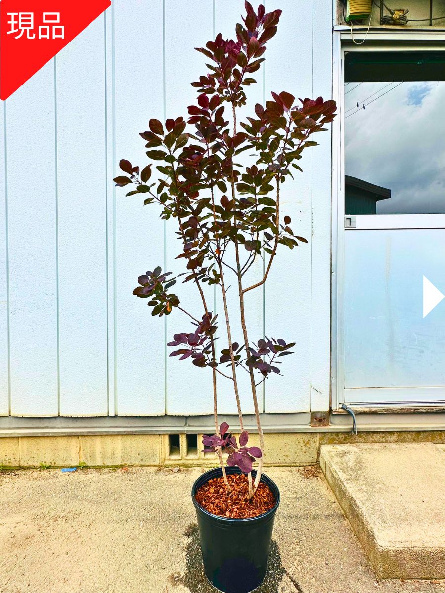 【現品送りとどける】スモークツリー 紫紅色 樹高1.6-1.7m(鉢底から） 9号  煙の木 ケムリノキ 記号天然木 庭木 植木 落葉樹 落葉天然木【貨物輸送無料】