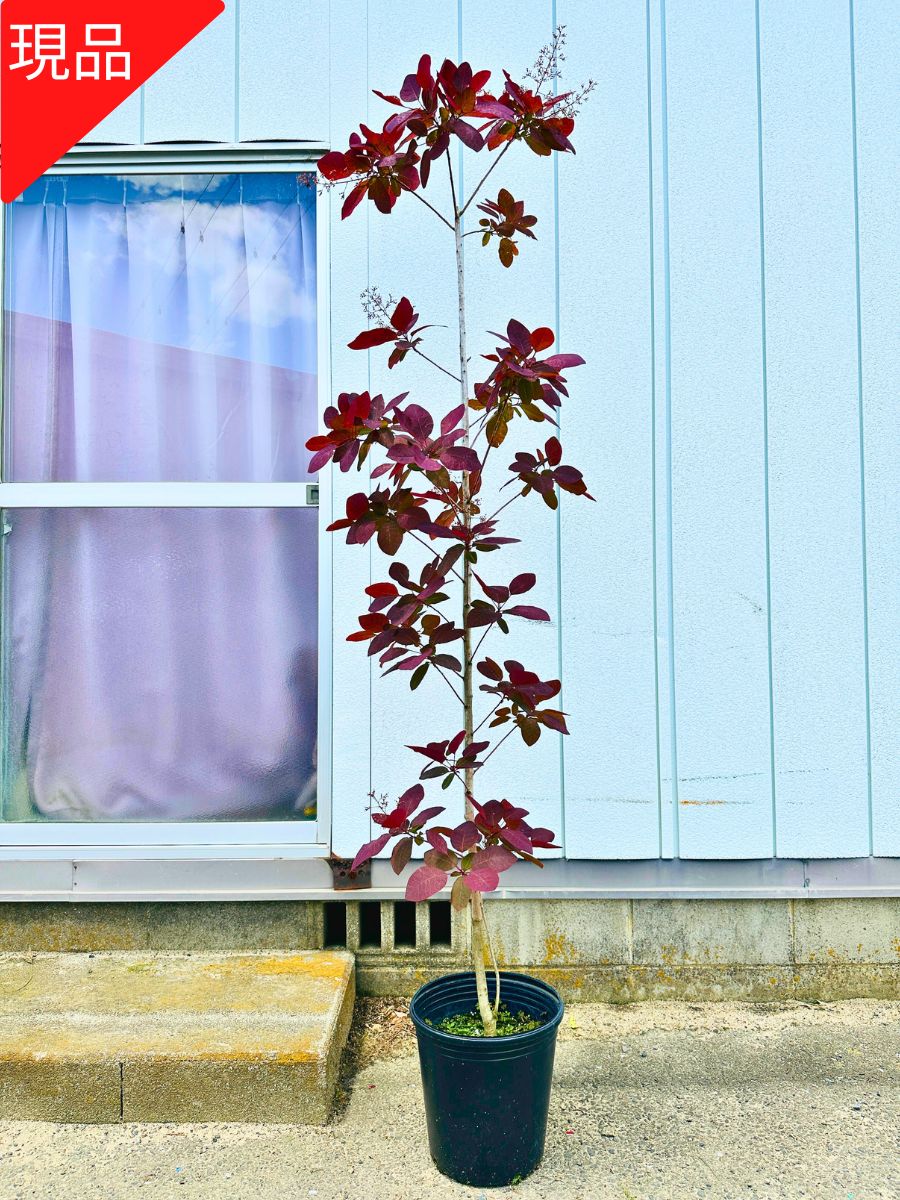 楽天市場】【現品発送】スモークツリー ダスキーメイデン 8号 0.9-1.0m