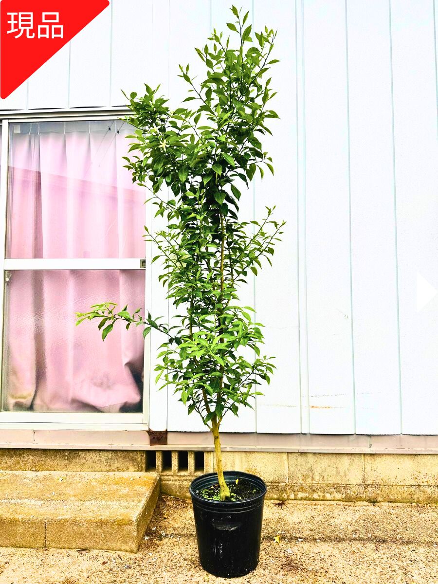 【現品送りとどける】本柚子の木(ホンユズノキ) 9号 樹高1.7-1.9m(鉢底から) 本ゆずの木 若木 苗 ユズの木 接木苗 成り物苗 柑橘苗 象徴天然木 庭木 植木 常緑樹 常緑天然木