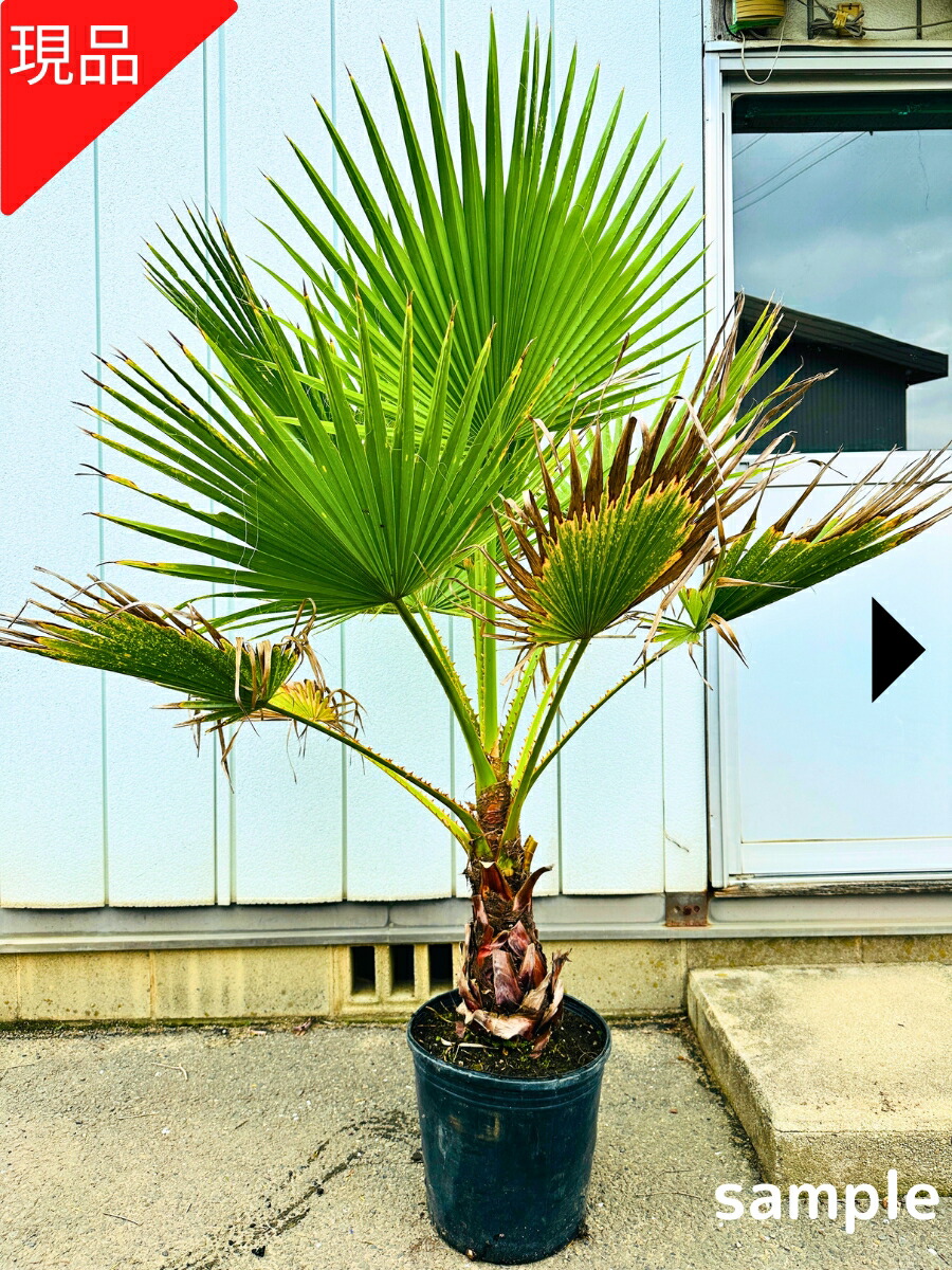 楽天市場】【現品発送】ワシントンヤシ(ワシントニア) 10号
