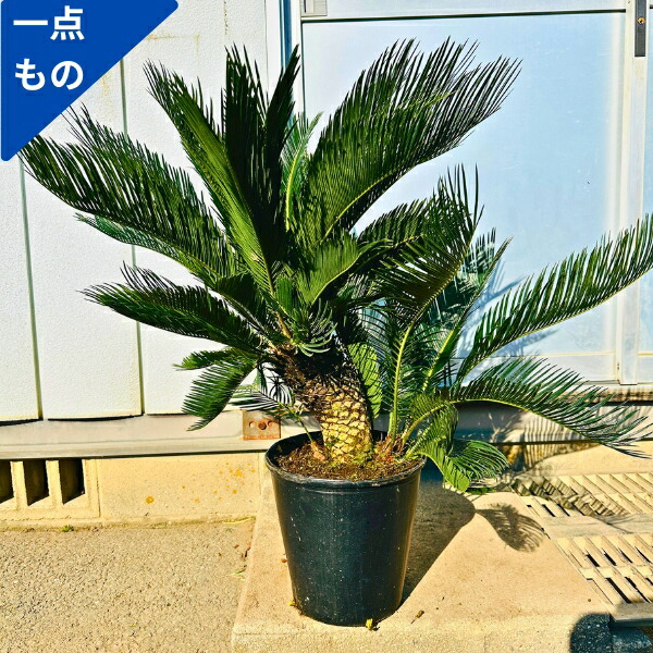 楽天市場】【現品発送】 ココスヤシ 10号 樹高1.2-1.3m(鉢底から) 南国