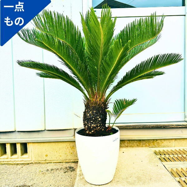 【現品】キンカンソテツ／金冠蘇鉄　10号　E08番 宝石のような観葉植物のお店 【Jewelry Plant】 キンカンソテツ