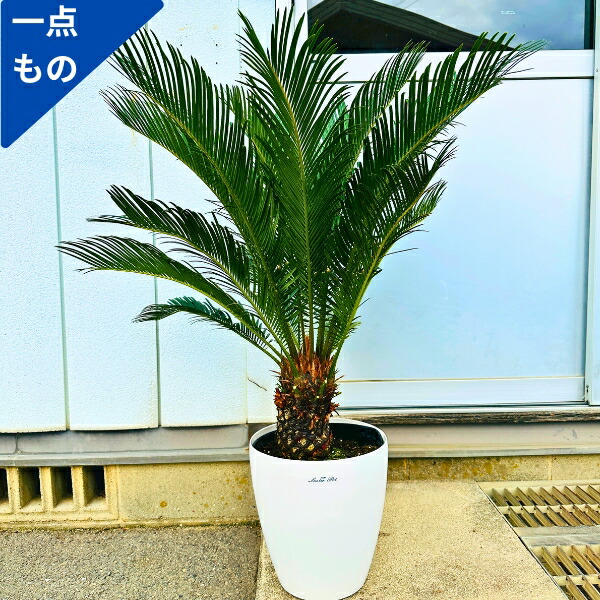 ユッカ ロストラータ （樹高:約120cm）Mar15 楽天市場】【一点もの】ユッカ ロストラータ 10号鉢 樹高1.1m(鉢底