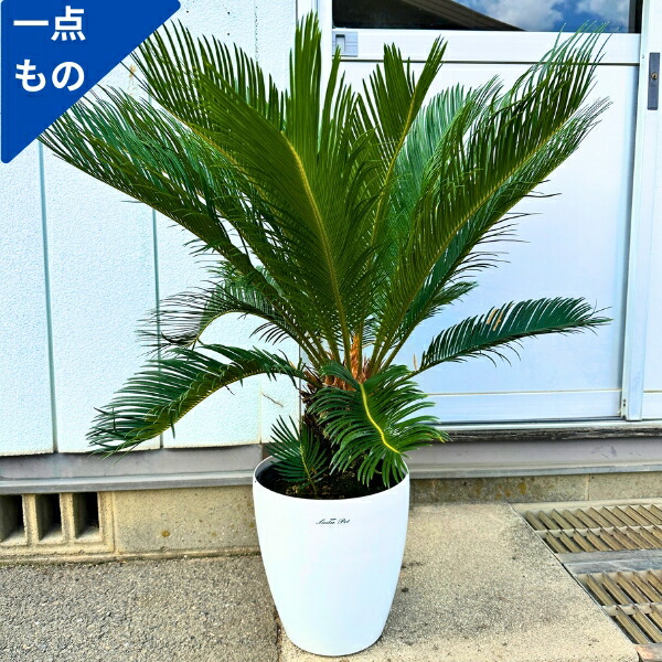 【極太株】ソテツ（蘇鉄）幹高◎ 迫力抜群‼️葉先170cm幹高100cm ソテツ(蘇鉄)