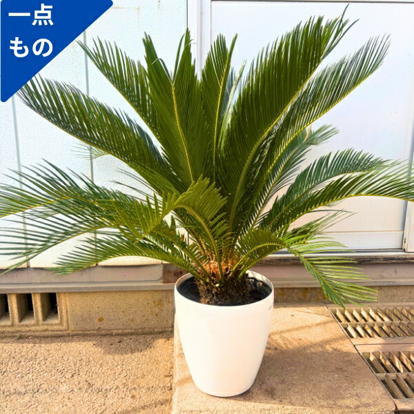 楽天市場】【現品発送】ソテツ（蘇鉄) 大株 幹太 12号フレグラー鉢植え