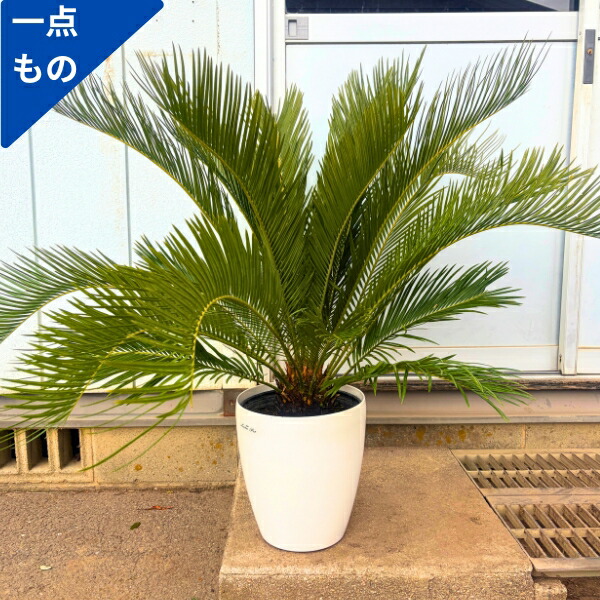 楽天市場】ワシントンヤシ 7号 樹高0.9m前後(鉢底から) 鉢カバー