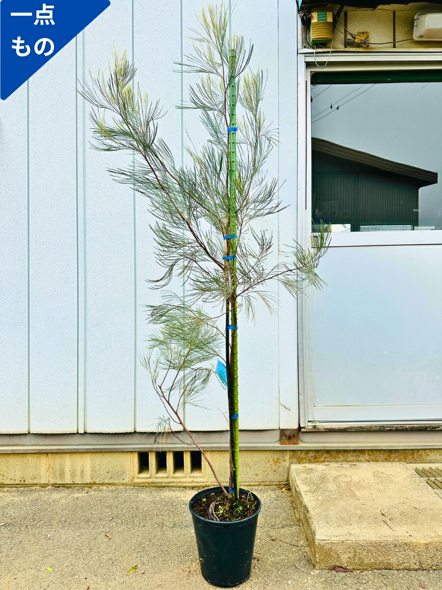 楽天市場】【現品発送】グレビレア ロンギスティーラエレガンス