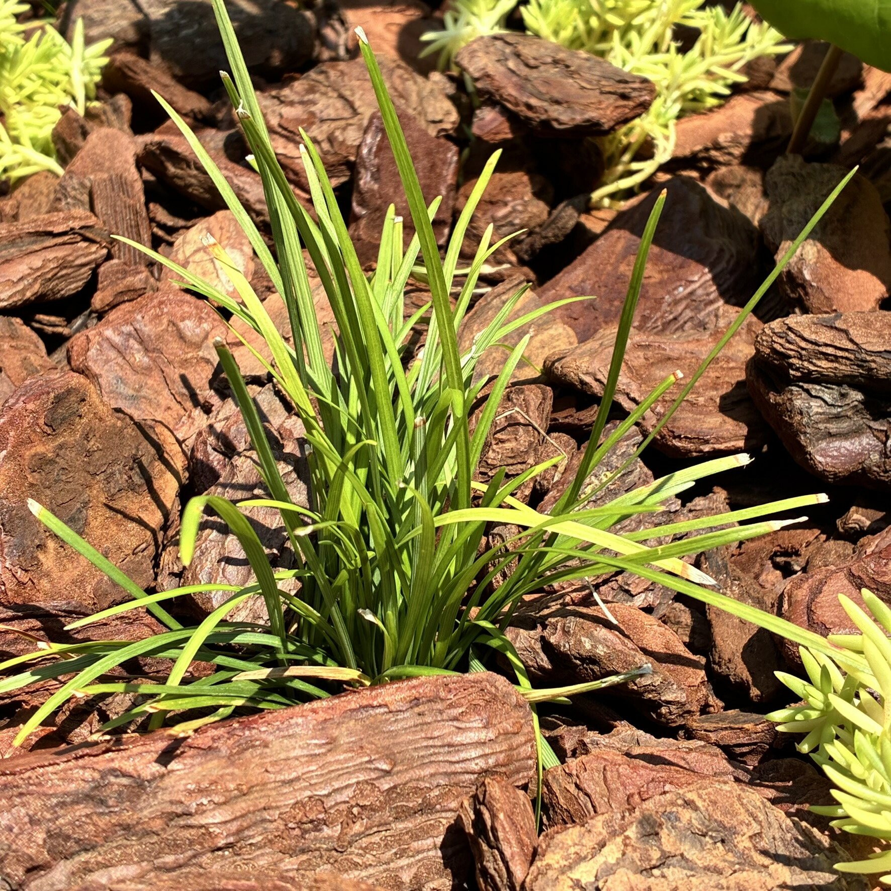 楽天市場】竜のひげ(リュウノヒゲ) 1ケース35ポット入り(現品のみ