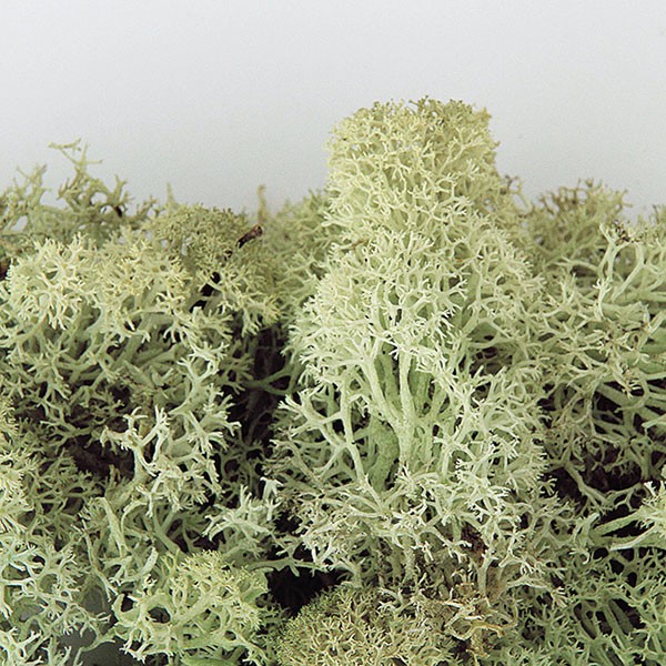 プリザーブドフラワー フィンランドモス フレッシュグリーン 特大袋 1kg モス 苔 こけ コケ グリーン材 花材 天然素材 自然素材 フラワーアレンジメント ディスプレイ 装飾 Corcoranglass Com