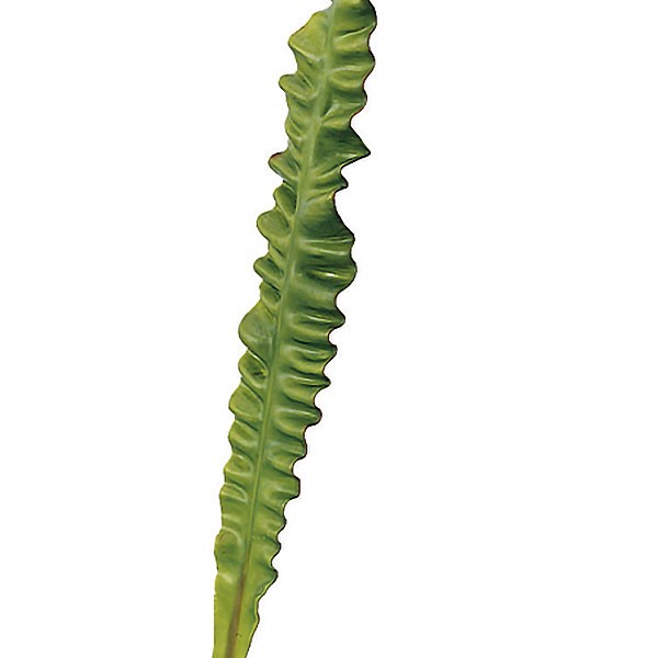 楽天市場 人工観葉植物 タニワタリ 全長42cm 6本セット エメラルドウエーブ 大谷渡 オオタニワタリ 造花 人工樹木 リーフ 花材 葉材 グリーン材 フラワーアレンジメント ディスプレイ 装飾 南国ムード トロピカル リゾート演出 グリーンランド